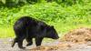 Black Bear on Independence development dash as study highlights strong economics