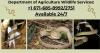 Agriculture urges brown tree snake inspections for all cargo traveling to CNMI