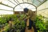 Dibete earmarked for commercial hemp rollout