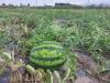 Latvian watermelons will start to go on sale soon