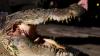 Malaysian villagers abandon ancient taboo to hunt killer crocodiles as attacks rise