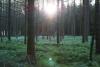 From Seedlings to Canopy: Long-Term Study Tracks the Future of Michigan’s Forests