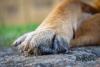 Rare Isabella German Shepherd Looks So Much Like a Wolf-Husky Mix, It's Stunning