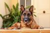German Shepherd ‘Realizes He’s a Dad,’ and Everything Changes When He Sees His Puppy