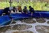 Indonesia expands aquaculture to supply free meals program