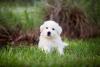 Great Pyrenees Puppy Making ‘Porch Friends’ Is Having the Best Day Ever