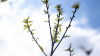 American chestnut making comeback at WVU Davis College