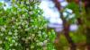 Al Alalan: The 1,000-year-old tree facing a modern threat