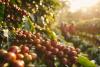 Saudi Reef advances five Arabica coffee development projects