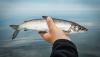 Great Lakes whitefish could vanish within 5 years as invasive mussels upend the food chain