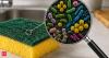 'Your kitchen sponge has more bacteria than toilet': Food safety officer shares deadly truth about how it may be making you sick without you even realising