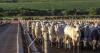 Warning over Brazilian meat moving to UK amid tighter EU rules