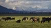 Rural property market: Why timing matters for vendors planning an exit – Duncan Ross