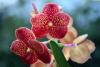 Costa Rica Reduces Orchid Export Costs to the United States