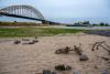 Drought threatens the Netherlands’ iconic dikes and grounds houseboats