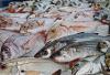 Local shrimp and fish prices soar