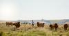 Is the U.S. cattle industry actually done shrinking?