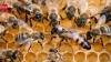 Only three Hawaiian producers meet US's organic honey standards; study suggests rule review