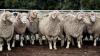 This week’s agri events: 03 – 07 August