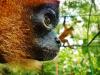 Costa Rica Launches Campaign to Prevent Tourists from Extracting Wildlife