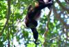 What a Recovering Forest Sounds Like: What 16,658 Hours of Recordings in Costa Rica Measured