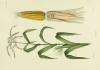 Behind the fence: Europe’s race for gene-edited crops