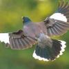 Invasive mynas threaten Istanbul birds