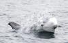 No foreign romances for Britain’s particular dolphins