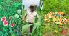 Deputy Minister Napoleon Lashes Out at Kambia Youths Over Destruction of His Watermelon Farm