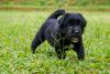 Newfoundland Puppy Following Her Big Brother Around Is Definitely the Teacher’s Pet