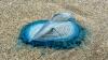 Hundreds of striking blue sea creatures wash up on popular UK beach – do you know what they are?