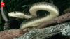 The black mamba is the fastest snake on Earth, but its incredible speed isn't its only weapon; here's how it hunts, strikes and captures prey with remarkable efficiency
