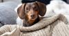 New laws 'could ban 67 dog breeds' in Britain