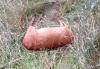 Warning over ‘decapitated’ deer found in popular Aviemore woodland