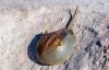 Conservation group asks New Jersey to take action over biomedical bleeding of horseshoe crabs