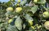 Farmers spray apples with ‘sun cream’ during heatwave