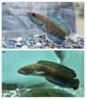 Researchers crack captive breeding of rare Himalayan snakehead