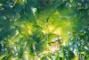 Natural England underwater surveys discover new seaweed species on Cornish Maerl Beds