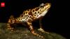 South American frogs are losing their poisonous skin which keeps them safe from predators: Scientists reveal how they could get it back
