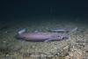 What 319 Lanternsharks Tell Us About A Changing Ocean