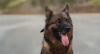 Meet India’s Four-Legged Wildlife Detectives