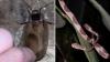 Wildlife creator showcases species in one of Earth's biodiversity hotspots