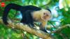 Costa Rica scientists placed an AI touchscreen in a wild forest; 16 capuchin monkeys used it for banana rewards and some learned to kiss the screen