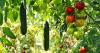 Summer gardening tips