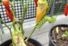 A hornworm stripped a hot pepper plant overnight, and gardeners say he's 'proud of himself'