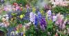 Plants will grow 'double the flowers' if gardeners do simple job right now