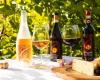 Experience Gervasi Vineyard’s Exclusive Italian Wines