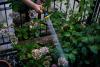 Millions of UK households will ignore hosepipe ban, survey indicates