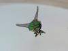 Marsh flies swarm your beach day? File a greenhead report.
