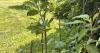 Historical society plants tree descended from Johnny Appleseed grove